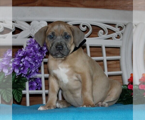 Medium Photo #1 Boerboel Puppy For Sale in NOTTINGHAM, PA, USA