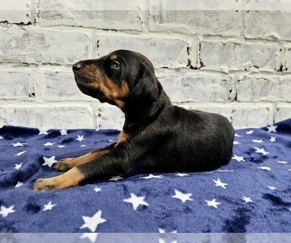 Medium Photo #4 Doberman Pinscher Puppy For Sale in KEMPNER, TX, USA