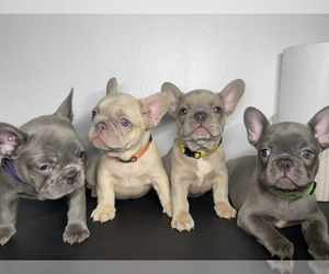 French Bulldog Litter for sale in LOS ANGELES, CA, USA
