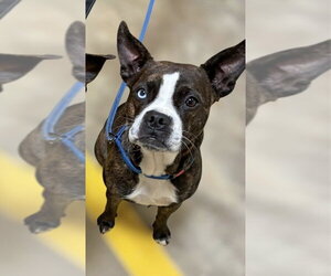 Boston Terrier-Boxer Mix Dogs for adoption in Alexander, AR, USA