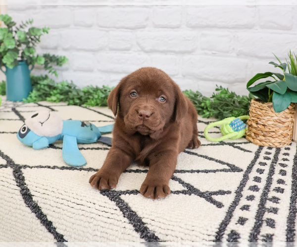 Medium Photo #3 Labrador Retriever Puppy For Sale in SYRACUSE, IN, USA