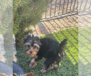 Yorkshire Terrier Puppy for sale in SPARKS, NV, USA