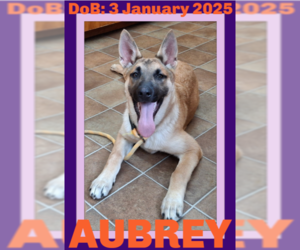 German Shepherd Dog-Unknown Mix Dogs for adoption in Sebec, ME, USA