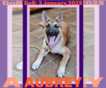 Small German Shepherd Dog Mix