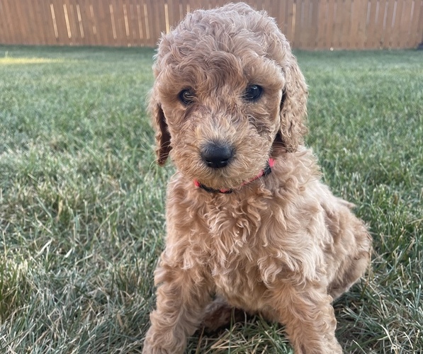 Medium Photo #1 Goldendoodle Puppy For Sale in RAYMORE, MO, USA