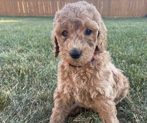 Goldendoodle Puppy for sale in RAYMORE, MO, USA