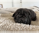 Small Photo #2 Chinese Shar-Pei Puppy For Sale in KENNEWICK, WA, USA