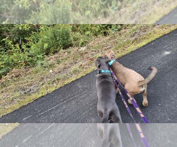 Medium Photo #19 American Pit Bull Terrier-Unknown Mix Puppy For Sale in Sebec, ME, USA