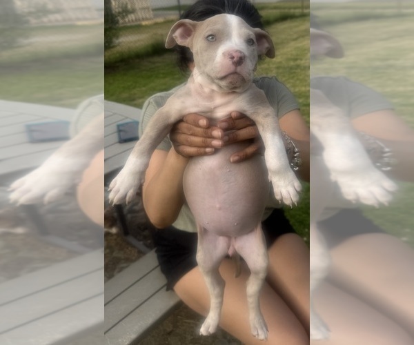 Medium Photo #9 American Bully Puppy For Sale in LAKE STATION, IN, USA