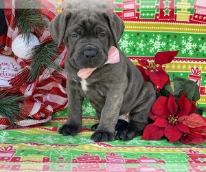 Cane Corso Puppy for sale in LANCASTER, PA, USA