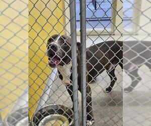 Mutt Dogs for adoption in Temple, TX, USA