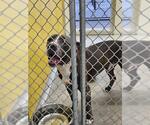 CYPRESS - Male Mutt Dog for Adoption - Small photo
