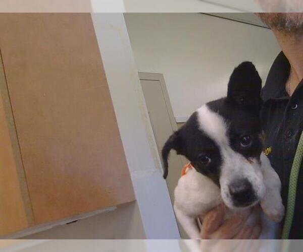 Medium Photo #1 Chihuahua-Unknown Mix Puppy For Sale in Sacramento, CA, USA