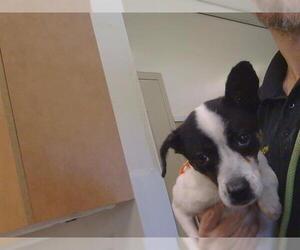 Chihuahua-Unknown Mix Dogs for adoption in Sacramento, CA, USA