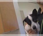 Small Chihuahua Mix