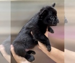 Small Photo #3 French Bulldog Puppy For Sale in WILSON, WY, USA