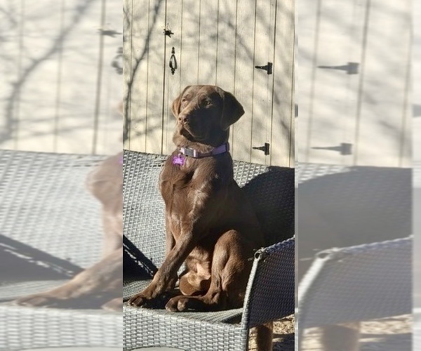 Medium Photo #1 Labrador Retriever Puppy For Sale in APPLE VALLEY, CA, USA