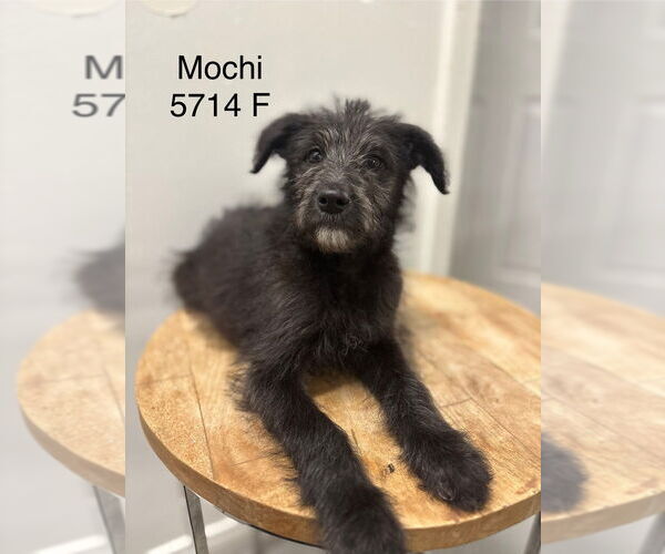 Medium Photo #1 Poodle (Standard) Puppy For Sale in Studio City, CA, USA