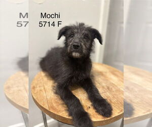 Poodle (Standard) Dogs for adoption in Studio City, CA, USA