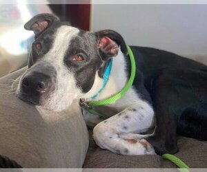 Kubo Lonestar - Male Border Collie Dog for Adoption - Photo #3