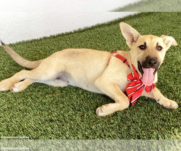 Medium Photo #2 German Shepherd Dog-Unknown Mix Puppy For Sale in San Diego, CA, USA