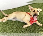 Small Photo #2 German Shepherd Dog-Unknown Mix Puppy For Sale in San Diego, CA, USA