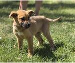Small #1 Mutt