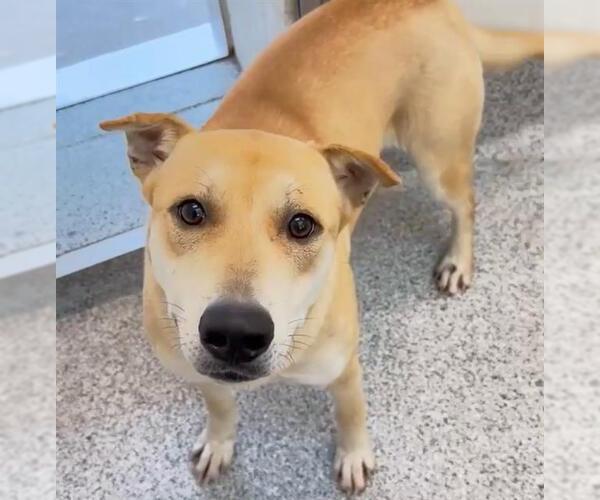 Medium Photo #2 Carolina Dog-Unknown Mix Puppy For Sale in Houston, TX, USA