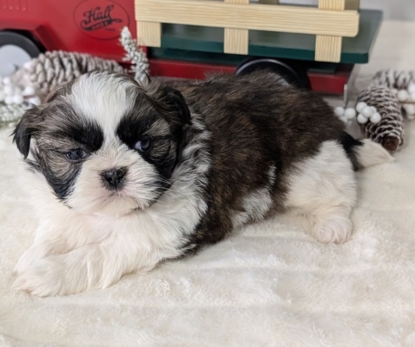 Medium Photo #32 Shih Tzu Puppy For Sale in GOSHEN, IN, USA