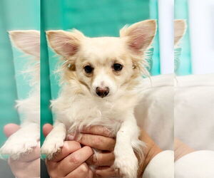 Chihuahua-Unknown Mix Dogs for adoption in Pittsburg, CA, USA
