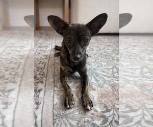 Chihuahua Dogs for adoption in Menifee, CA, USA