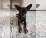 Small Chihuahua