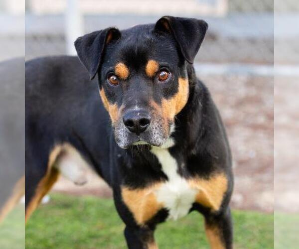 Medium Photo #1 American Pit Bull Terrier Puppy For Sale in Camarillo, CA, USA