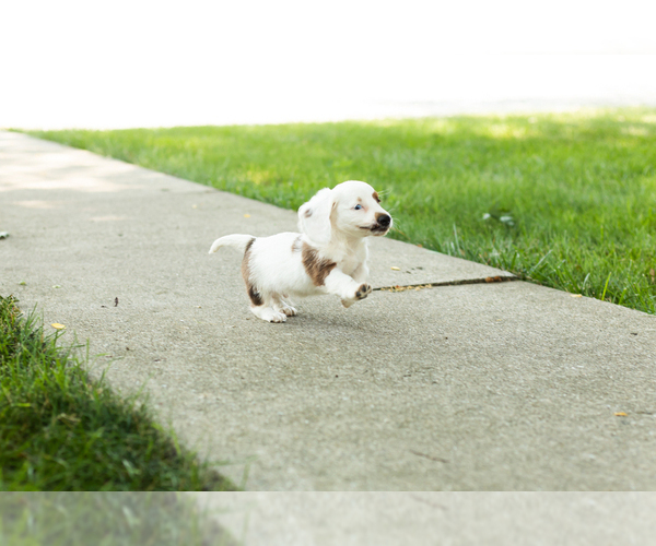 Medium Photo #6 Dachshund Puppy For Sale in BREMEN, IN, USA