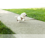 Small #5 Dachshund