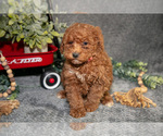 Small Photo #9 Poodle (Miniature) Puppy For Sale in WOLCOTTVILLE, IN, USA