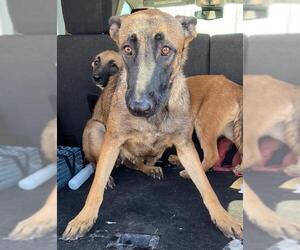 Becca - AZ - COURTESY POST - Female Mutt Dog for Adoption