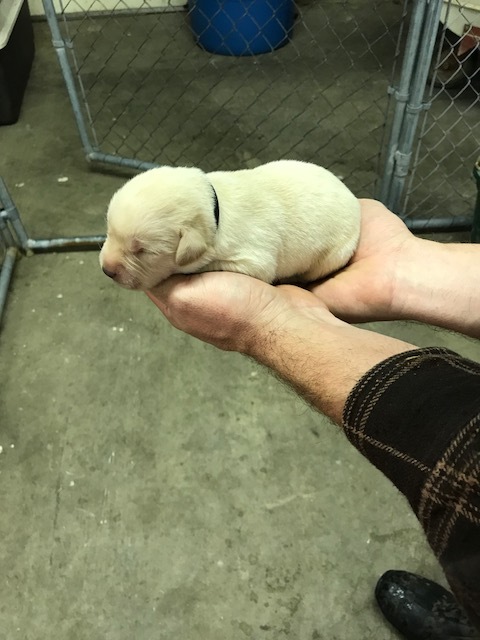 Medium Photo #1 Labrador Retriever Puppy For Sale in OWENSVILLE, MO, USA