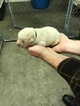 Small Photo #1 Labrador Retriever Puppy For Sale in OWENSVILLE, MO, USA