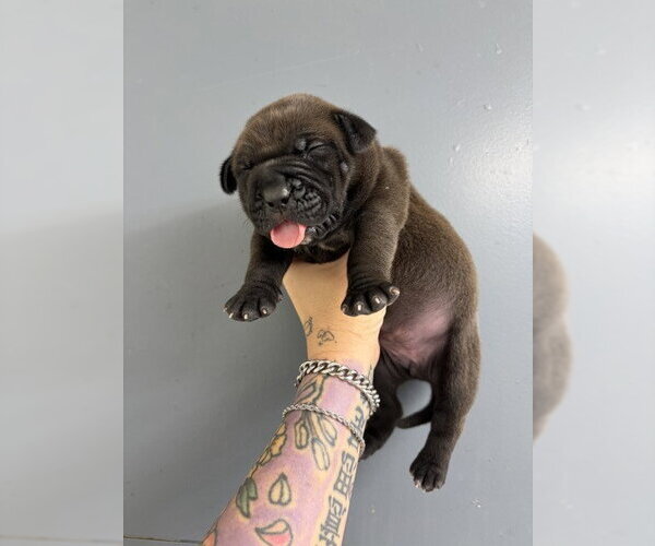 Medium Photo #1 Mutt Puppy For Sale in San Bernardino, CA, USA