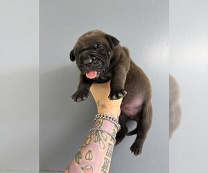 Mutt Dogs for adoption in San Bernardino, CA, USA