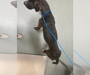 Turk - Male Great Dane-Labrador Retriever Mix Dog for Adoption - Photo #3