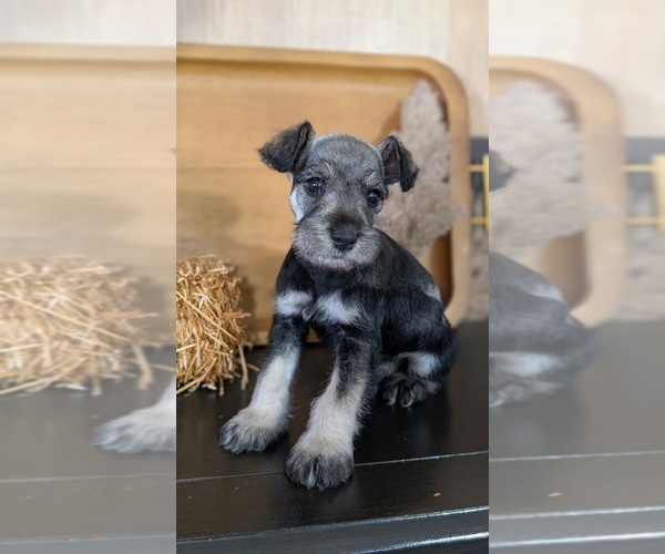 Medium Photo #4 Schnauzer (Miniature) Puppy For Sale in GOSHEN, IN, USA
