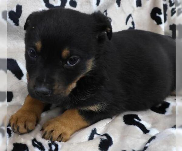 Medium Photo #1 Mutt Puppy For Sale in Thief River Falls, MN, USA