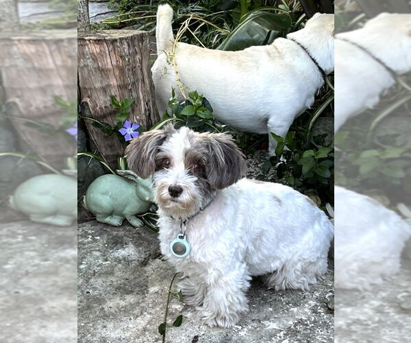 Medium Photo #5 Hava-Apso Puppy For Sale in San Francisco, CA, USA