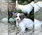 Small #4 Hava-Apso