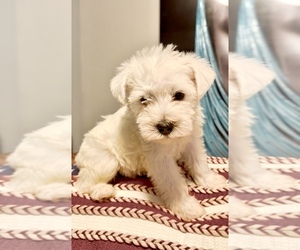 Schnauzer (Miniature) Puppy for sale in ATLANTA, GA, USA