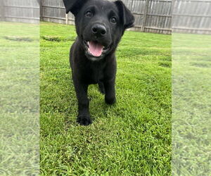 Labrador Retriever-Unknown Mix Dogs for adoption in Aurora, IN, USA