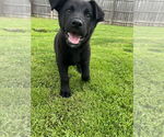 Small Labrador Retriever Mix
