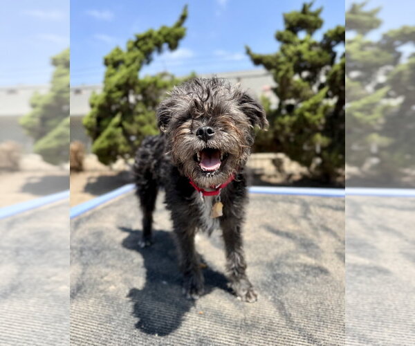 Medium Photo #1 Mutt Puppy For Sale in Seal Beach, CA, USA